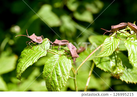 A cluster of bugs, the Marginated Marginate, from the Marginate family. A cluster of bugs, the Marginated Marginate, from the Marginate family. 126995215