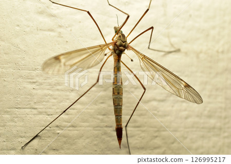 The harmful crane fly, is a species of insect from the genus Craneidae. 126995217