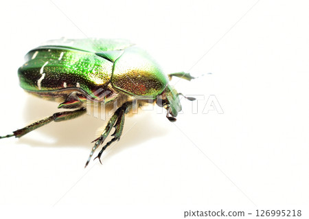 The copper beetle is a member of the lamellicorn family. 126995218