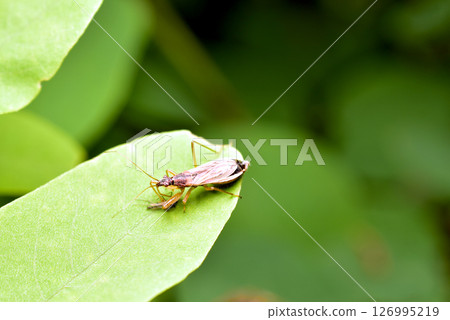 Cimicoidea, a superfamily of hemipteran insects from the suborder of bugs. 126995219