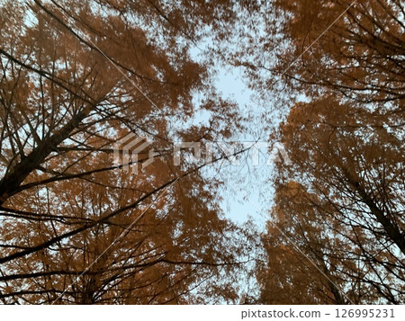 秋葉在一個晴天 126995231