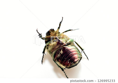 The copper beetle, a member of the lamellicorn family, lies on its back. 126995233
