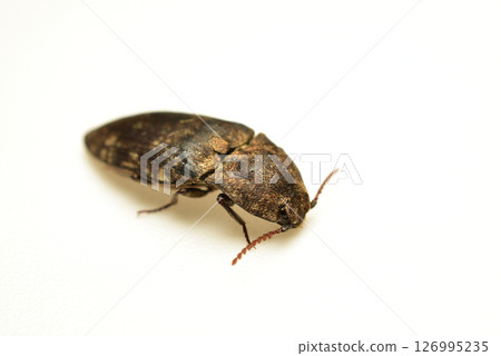 The grey click beetle, a species of beetle in the subfamily Agrypninae 126995235