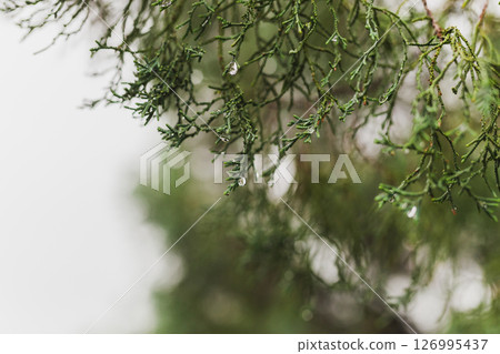 Pinetree with raindrop on the needles on rainy day in the park. Pinetree with raindrop on the needles on rainy day in the park. 126995437