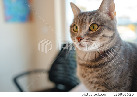 Cat sitting on a work desk at home, surrounded by work essentials, in a calm and cozy atmosphere. Perfect indoor scene showing the harmony of work and relaxation. 126995520