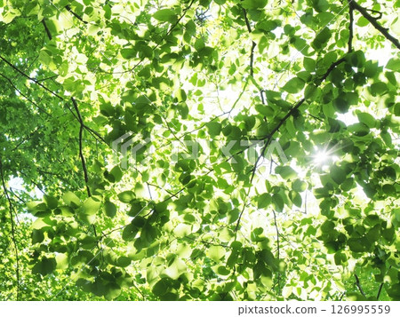 From fresh green to dark green From fresh green to dark green 126995559