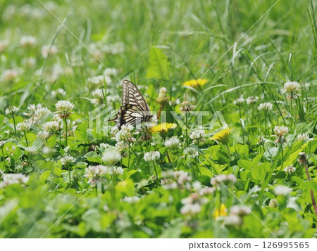 Swallowtail and dandelion Swallowtail and dandelion 126995565