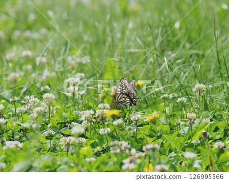 Swallowtail and dandelion Swallowtail and dandelion 126995566