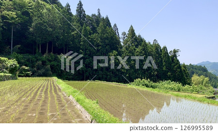 Rice terraces just after planting, decorated with the clear blue sky and fresh greenery of May (Yotsuya Senmaida, Shinshiro City, Aichi Prefecture) 126995589