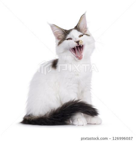 Maine Coon cat kitten on white background 126996087