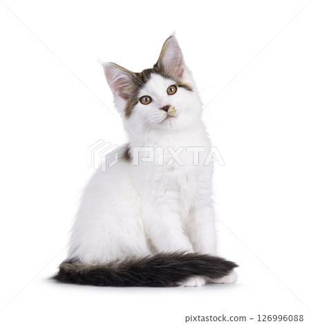 Maine Coon cat kitten on white background 126996088