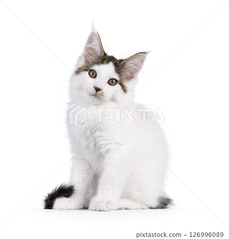 Maine Coon cat kitten on white background 126996089