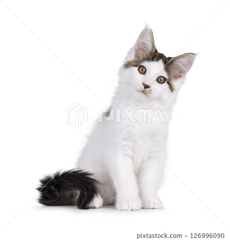 Maine Coon cat kitten on white background 126996090