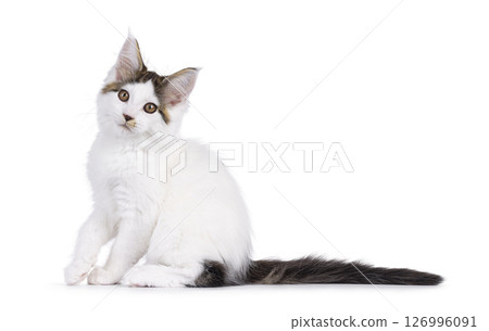 Maine Coon cat kitten on white background 126996091