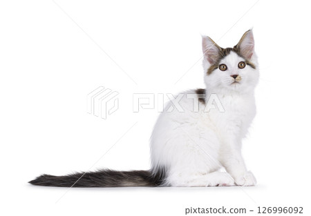Maine Coon cat kitten on white background 126996092