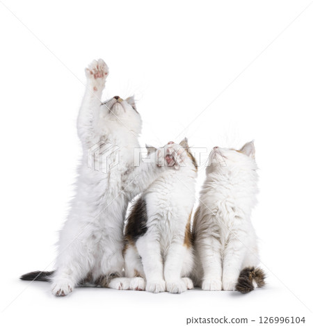 Maine Coon cat kittens on white background 126996104