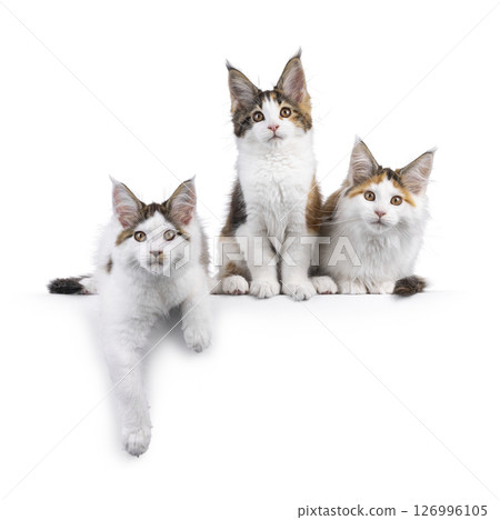 Maine Coon cat kittens on white background 126996105