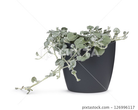 Dichondra argentea on white background Dichondra argentea on white background 126996117
