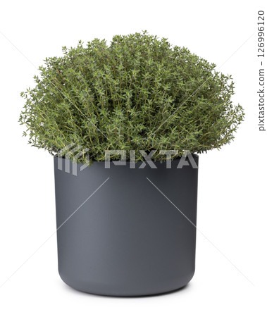 Thymus vulgaris on white background 126996120