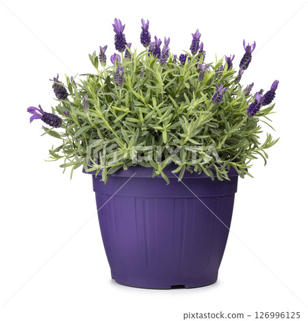 Lavandula stoechas on white background 126996125