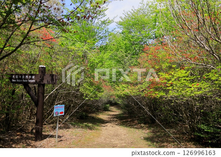 八方原駒間杜鵑花 / 栃木縣矢板市 126996163