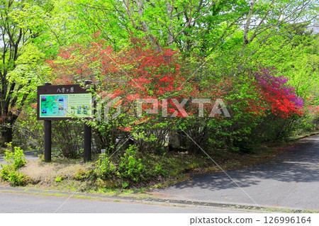 八方原駒間蓮華杜鵑 / 栃木縣矢板市 八方原駒間蓮華杜鵑 / 栃木縣矢板市 126996164