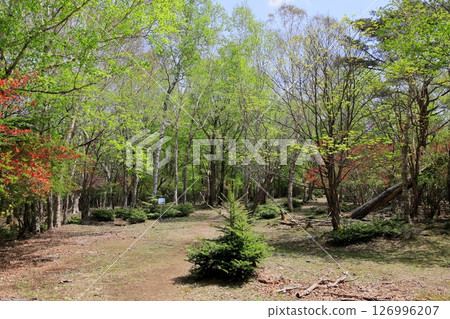 Happogahara Komama Azaleas / Yaita City, Tochigi Prefecture 126996207