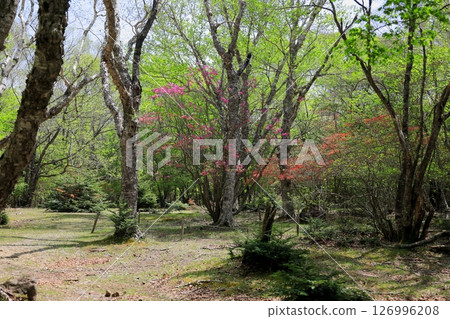 Happogahara Komama's Japanese Azalea Queen of Komama / Yaita City, Tochigi Prefecture Happogahara Komama's Japanese Azalea Queen of Komama / Yaita City, Tochigi Prefecture 126996208