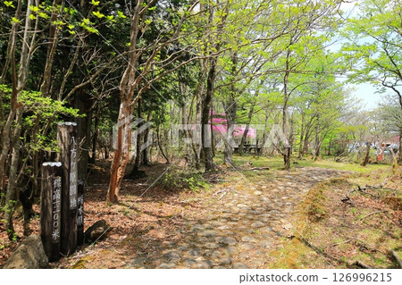 Azaleas of Omamadai, Happogahara / Yaita City, Tochigi Prefecture 126996215