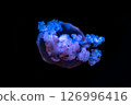 Bioluminescente jellyfish floating in dark 126996416