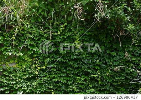 爬山虎覆蓋的牆壁 爬山虎覆蓋的牆壁 126996417