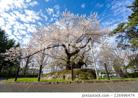 Spring: Ishiwarizakura (Edohiganzakura) in full bloom in Morioka, Iwate Prefecture 126996474