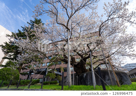Spring: Ishiwarizakura (Edohiganzakura) in full bloom in Morioka, Iwate Prefecture 126996475