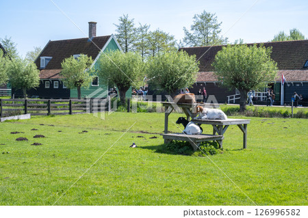 陽光明媚的桑斯安斯（木屋和綠地）/荷蘭 126996582