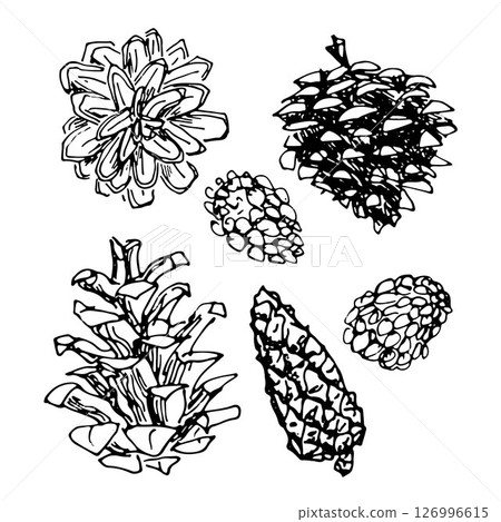set of hand drawn conifer cones, seeds of spruce, pine and coniferous shrubs 126996615