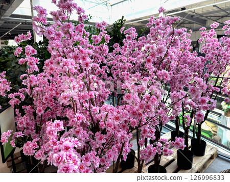 Artificial pink cherry blossoms tree indoors Artificial pink cherry blossoms tree indoors 126996833