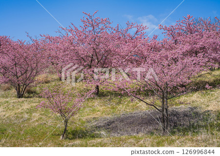 靜岡市只有八千代櫻風景（靜岡縣） 126996844