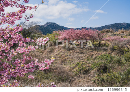 靜岡市只有八千代櫻風景（靜岡縣） 126996845