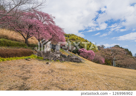 燒津市笛吹團公園盛開的河津櫻花(靜岡縣) 燒津市笛吹團公園盛開的河津櫻花(靜岡縣) 126996902
