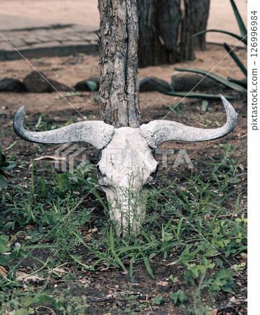 Buffalo skull close up, green grass 126996984