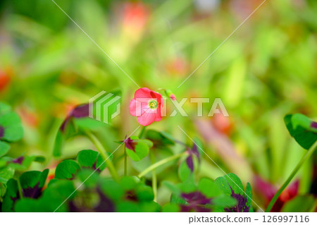 oxalis, sorrel, oxalis corniculata 126997116