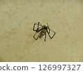 Close-up of a giant orb-weaver spider in Miyako Island 126997327