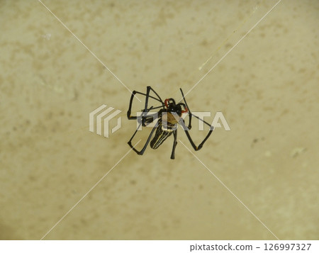 Close-up of a giant orb-weaver spider in Miyako Island 126997327