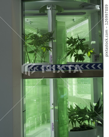 Green plant is growing in a glass container Green plant is growing in a glass container 126997889