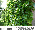 Green ivy covering a wall in a garden 126998086