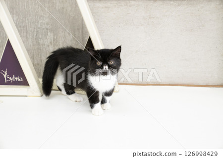 White background and exotic shorthair 126998429