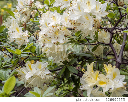 Beautiful White Rhododendron Flowers Blooming in a Lush Spring Garden 126999655