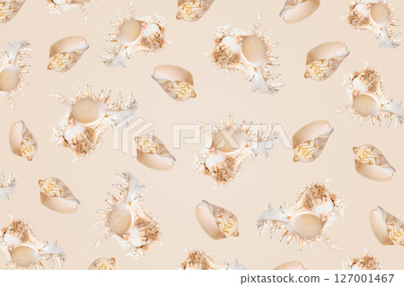 Summer beige abstract background of white and beige seashells. Summertime concept. 127001467