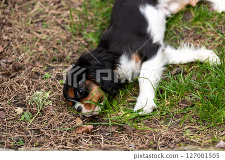 Cavalier king charles spaniel tricolor puppy. 127001505