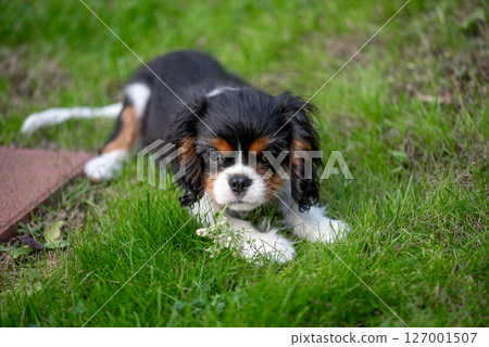 Cavalier king charles spaniel tricolor puppy. Cavalier king charles spaniel tricolor puppy. 127001507